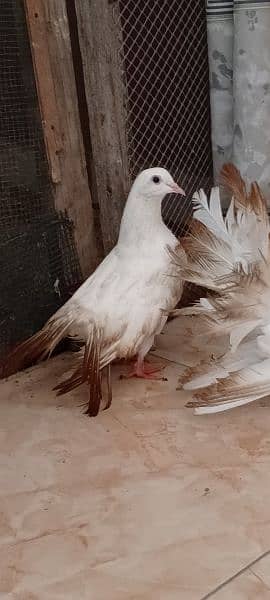 lakka pigeons 1