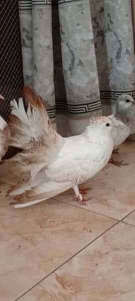 lakka pigeons 2