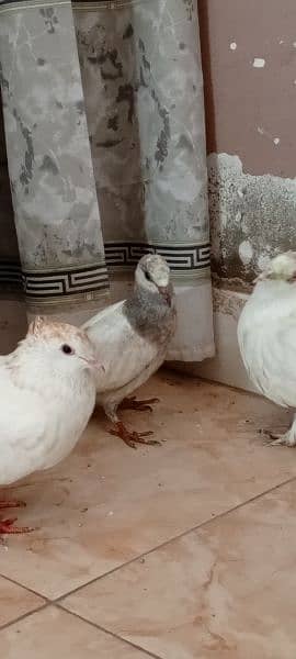 lakka pigeons 3