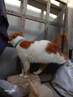 Persian male cat