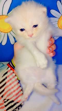 Blue eye Persian kitten availble