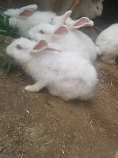 angora rabbit