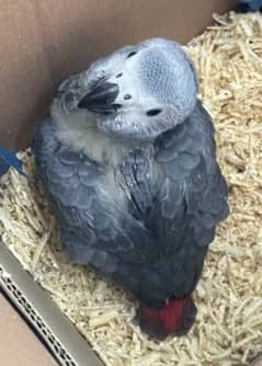 African grey parrot chiks for sale. 0319-4340-226