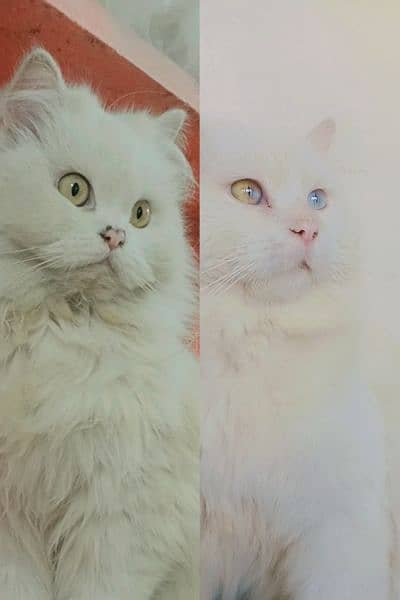 persian cat piar sale 3