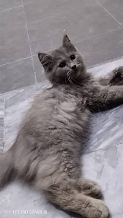 Persian Kittens | Smokey Grey| Triple Coated |Punch face| 0