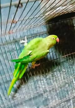 Female parrot for sale. . .