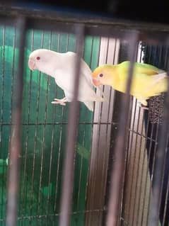 Love Bird Breeder Pair .