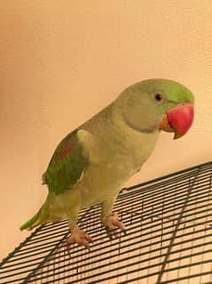 Raw parrot about 7 month age