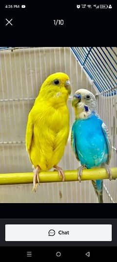 budgie