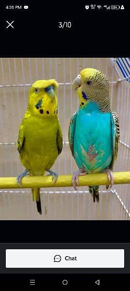 budgie 2