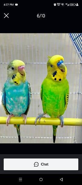 budgie 5