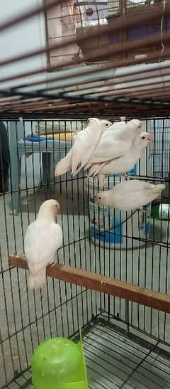 Creemino, decino, albino red and mix birds