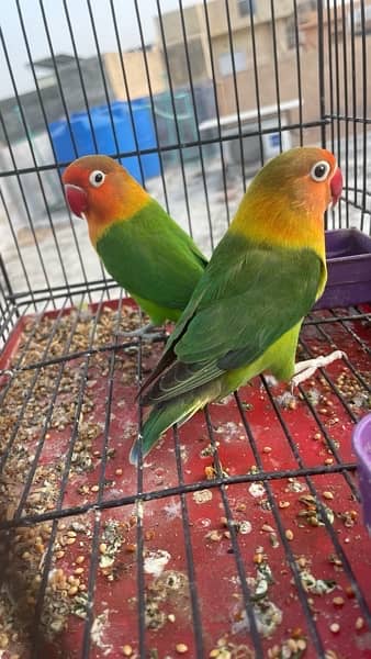 green fisher lovebirds pair 0