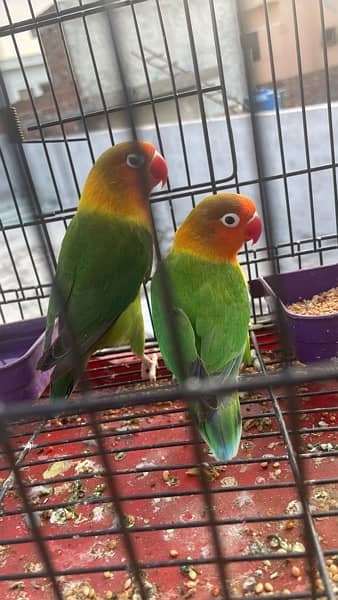 green fisher lovebirds pair 1