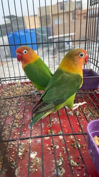 green fisher lovebirds pair 2