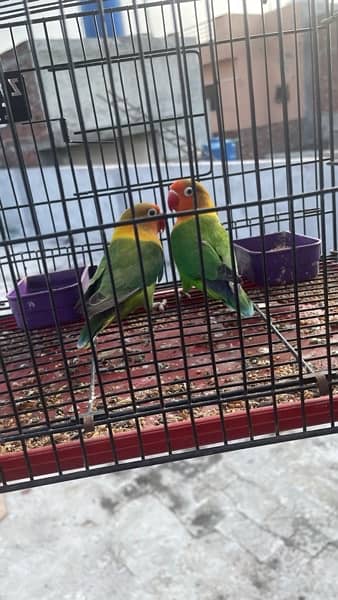 green fisher lovebirds pair 3