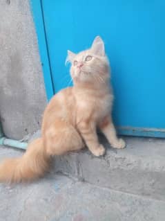 3.5 month male kitten for sale