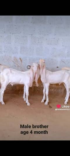 Gulabi goat bakra kid