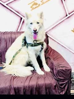 Siberian Huskey white