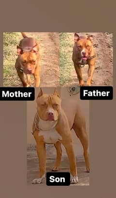 American Pitbull Terrier