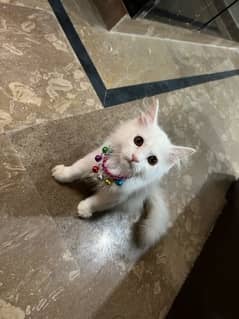 persion male kitten available for sell active and washroom traind