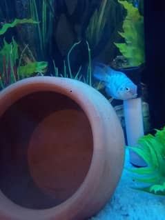 polar parrot fish pair