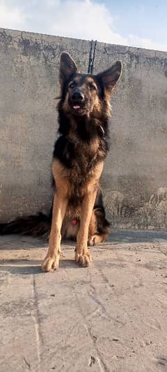 German shepherd