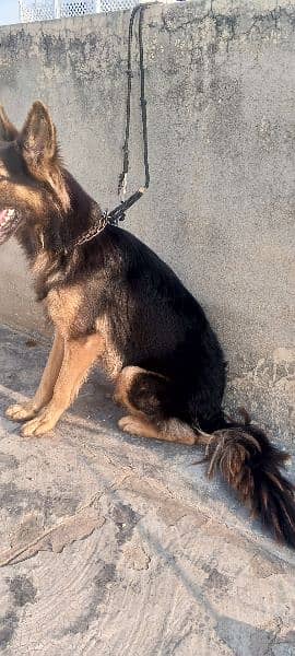 German shepherd 2