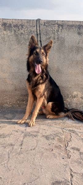 German shepherd 3