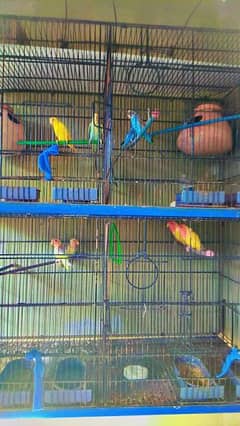 budgies OR love birds for sale