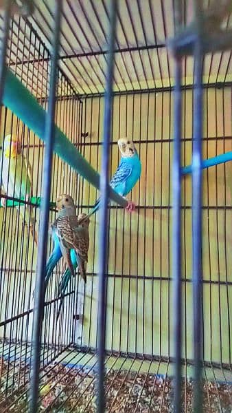 budgies OR love birds for sale 1