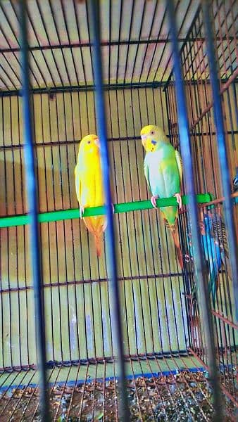 budgies OR love birds for sale 2