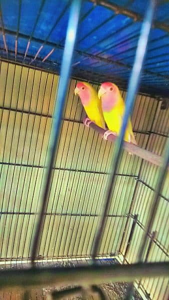 budgies OR love birds for sale 3