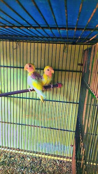 budgies OR love birds for sale 4