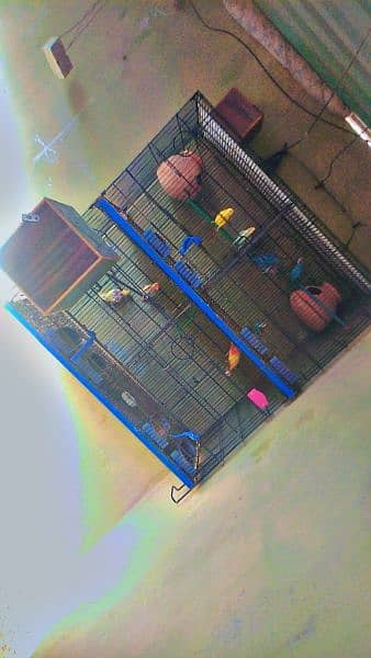 budgies OR love birds for sale 6