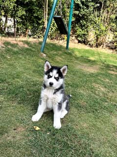 Siberian husky puppie