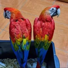 red Macau parrot checks for sale 03354887932 WhatsApp number