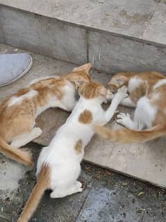 Persian female cat with 4 babies and 2 big babies