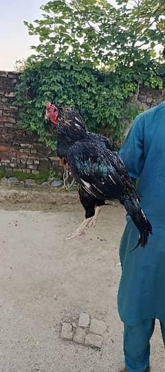 Aseel Mianwali pure black aseel murga 2year age