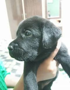 Labrador