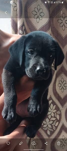 Labrador female puppy  | labra Dog pedigree | Labrador  | dog for sale 1