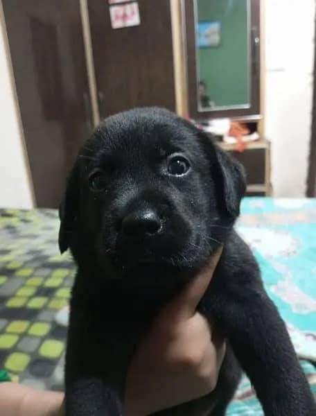 Labrador female puppy  | labra Dog pedigree | Labrador  | dog for sale 2