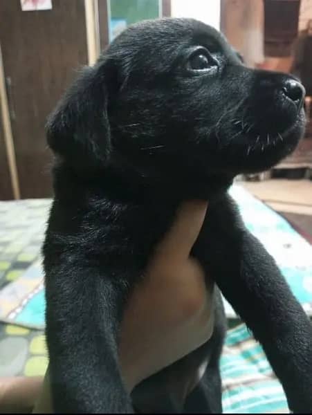 Labrador female puppy  | labra Dog pedigree | Labrador  | dog for sale 3