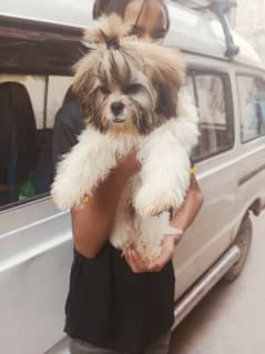 shihtzus puppy