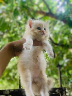 Persian kitten for sale