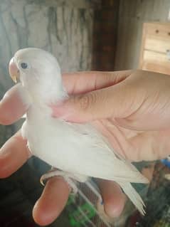 Parblue pastelino male albino split red eye