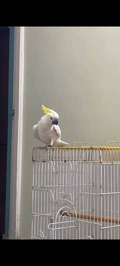 cacatoo parrot 0