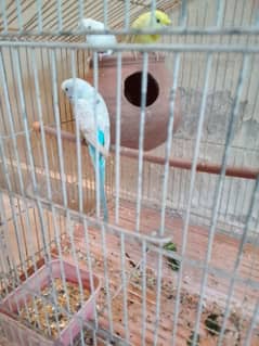 Australia perrot 2 pair for sale one female red eye . . full active