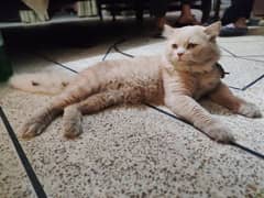 Price is Negotiable. 2years old Male Cat