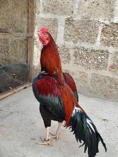 aseel  pair ha with chick/ pinjra bhi for sale ha